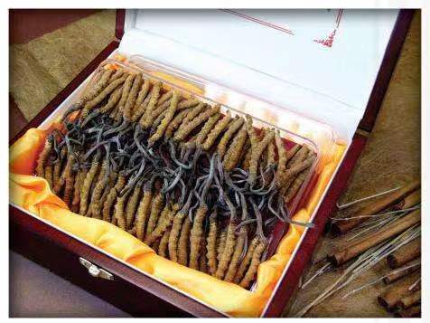 蓝山冬虫夏草回收